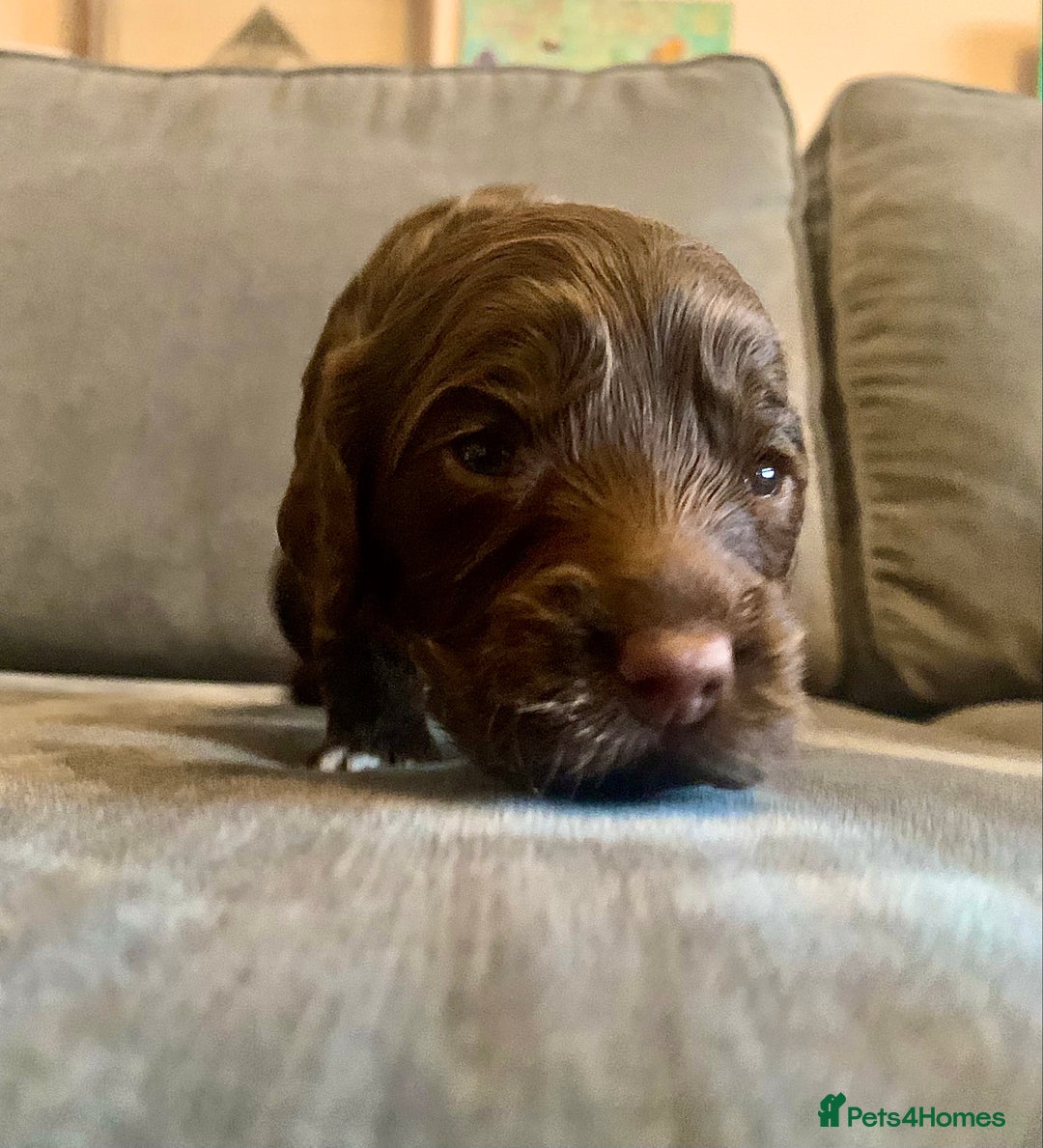 Cockapoo dogs for sale: Cockapoo F1b - Advert 31