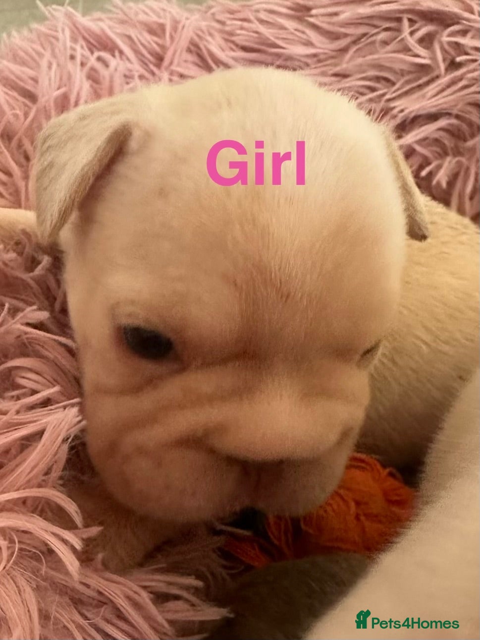 French Bulldog dogs French bulldog puppies - Advert 3
