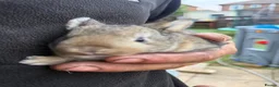 Mixed Breed rabbits for sale: Beautiful mini min Rex mix  - Advert 40