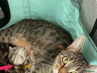 Scottish Fold cats Scottish Fold/ Bengal Mixed kittens - Advert 3