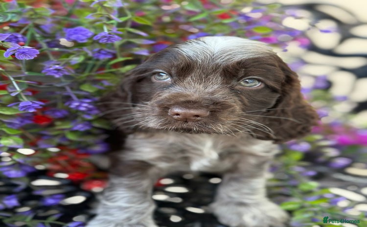 Cocker Spaniel dogs - Advert 8