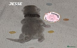 British Shorthair cats for sale: GCCF REGISTERED BRITISH SHORTHAIR KITTENS  - Image 13