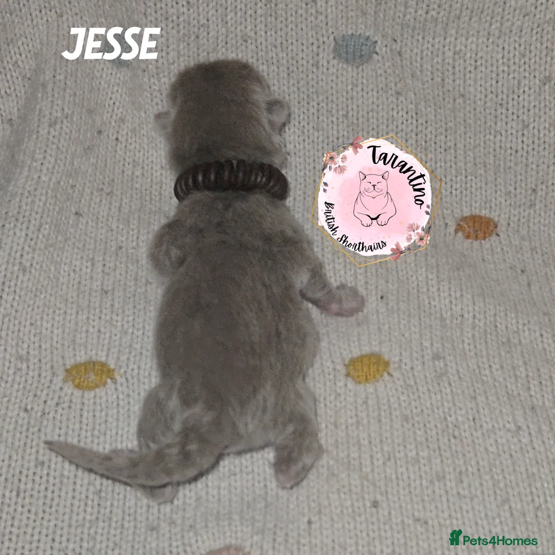 British Shorthair cats for sale: GCCF REGISTERED BRITISH SHORTHAIR KITTENS  - Advert 25