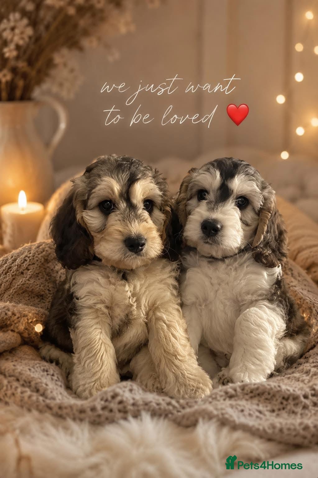 Cockapoo dogs Only one f1 miniature cockapoo boy left.😍 - Advert 15