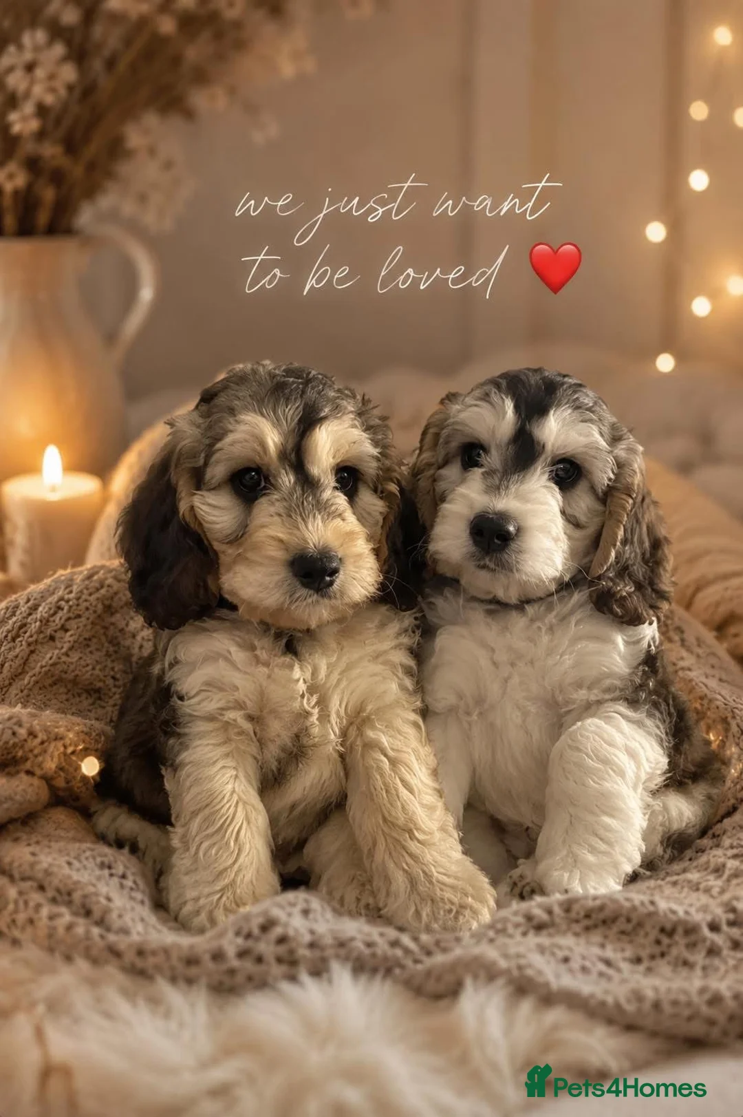 Cockapoo dogs for sale: Only one f1 miniature cockapoo boy left.😍 - Advert 1
