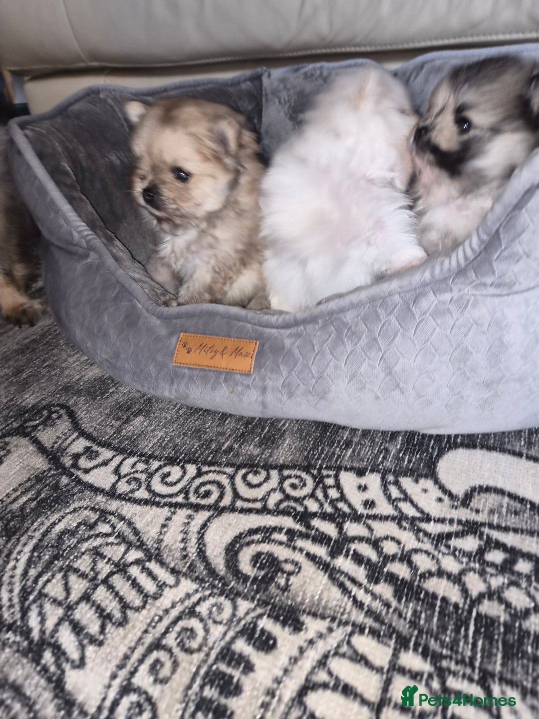 Pomeranian dogs for sale: Goergeos Pomeranian Puppy's💙❤️ - Advert 24