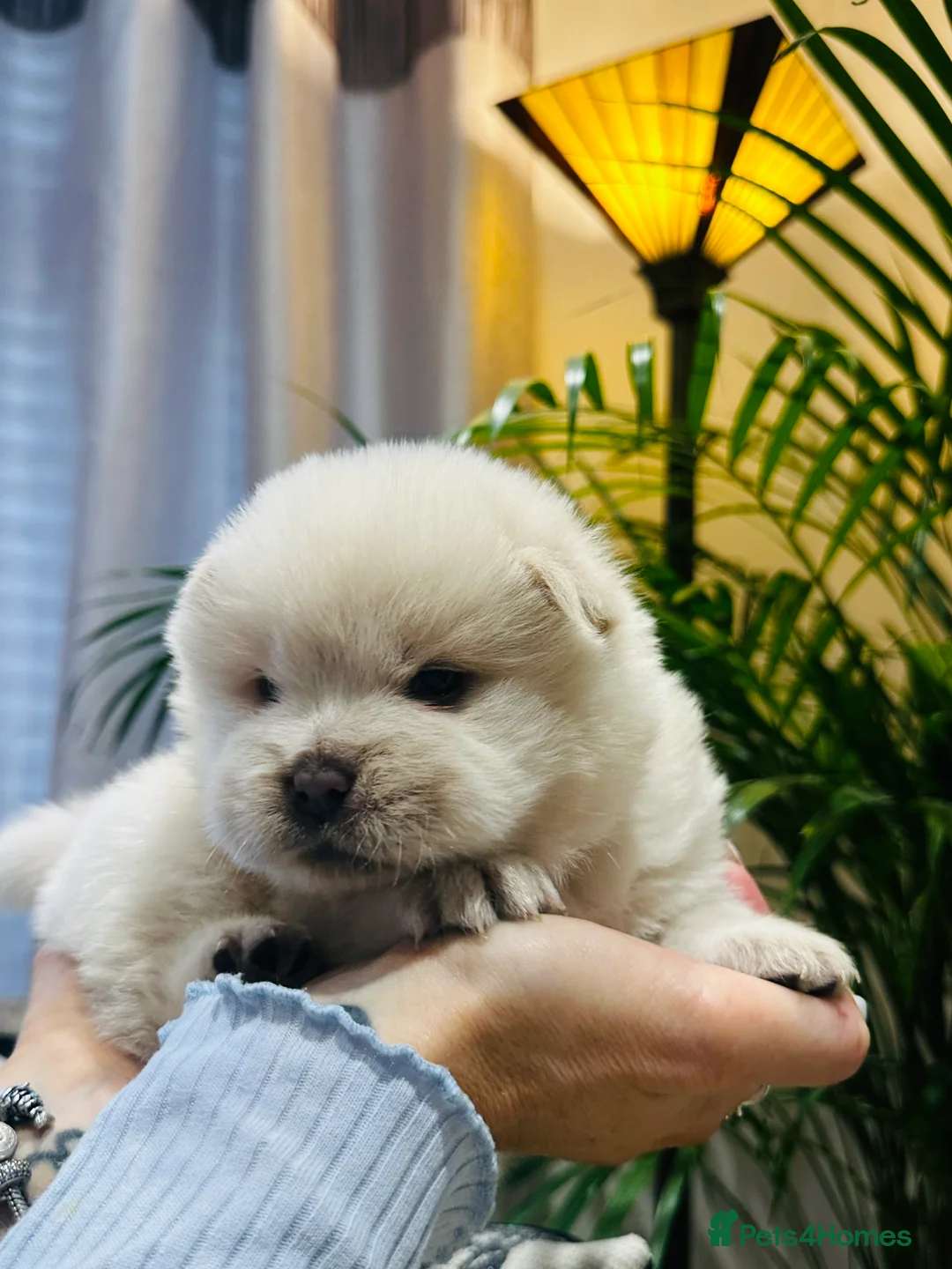 Chow Chow dogs for sale: Stunning Chow Chow puppies 🐶  in Caerphilly - Advert 14