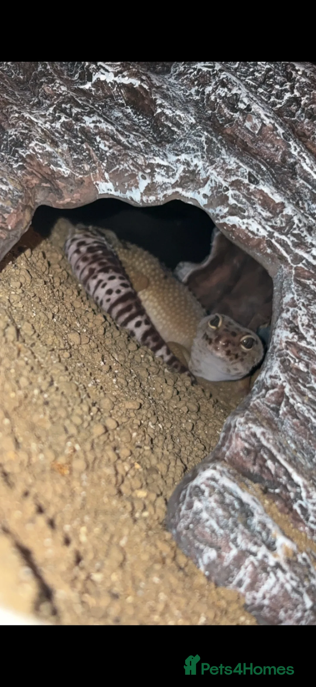 Leopard Gecko reptiles for sale: Leopard gecko with Viv for sale  in Leeds - Advert 2