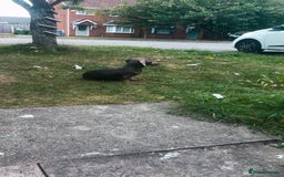 Dachshund dogs for sale: Sausage dog for sale  - Image 2