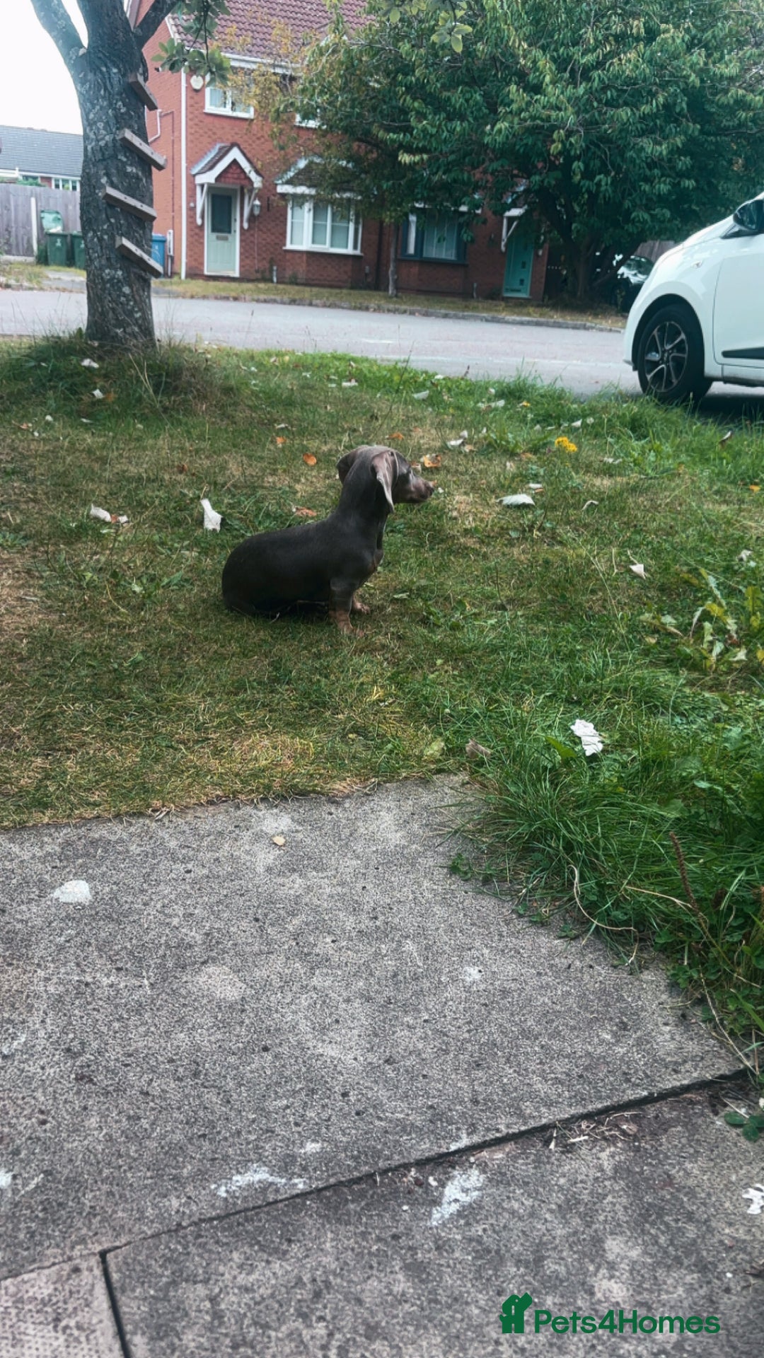 Dachshund dogs for sale: Sausage dog for sale  - Image 2