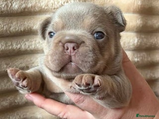 French Bulldog dogs 5 AMAZING QUAILITY FRENCE BULLDOG PUPS - Advert 5