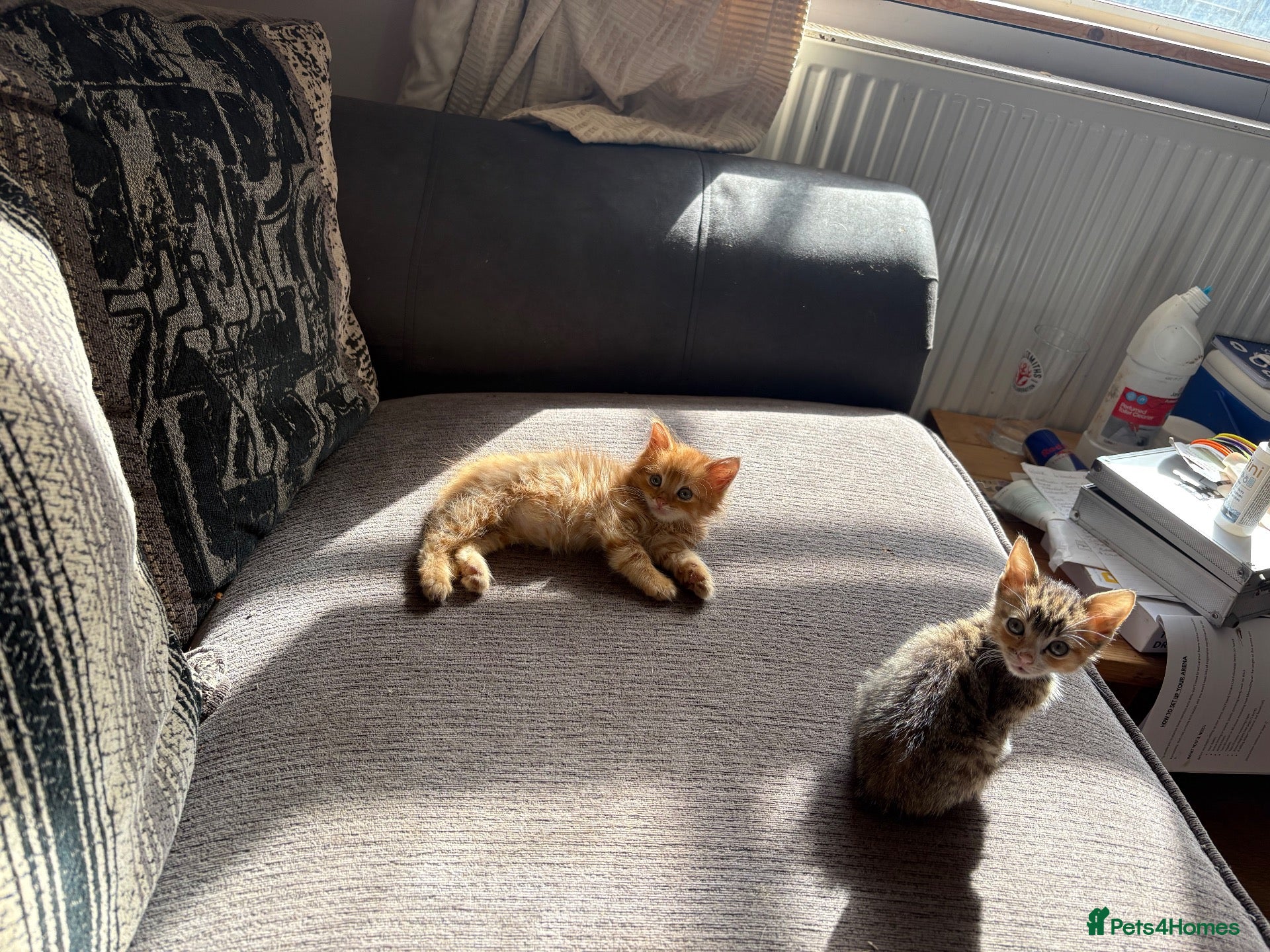 Mixed Breed cats Two gorgeous kittens needing a loving home  - Advert 1