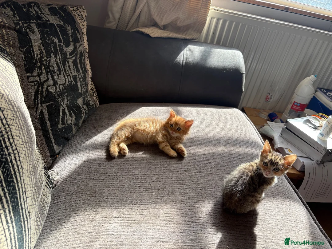 Mixed Breed cats for sale: Two gorgeous kittens needing a loving home  - Advert 1