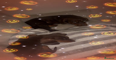 Dachshund dogs - Advert 4