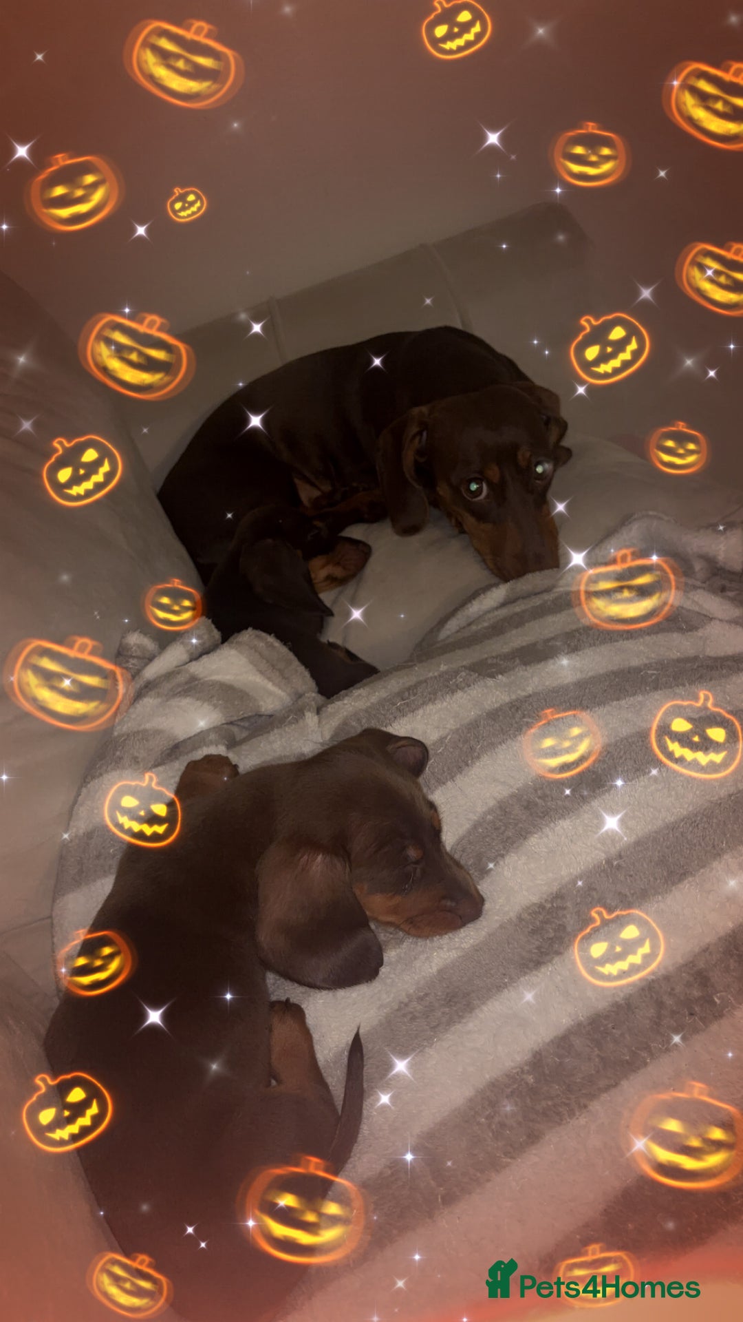 Dachshund dogs for sale: Mini long and smooth hair dachshund puppies  - Image 2