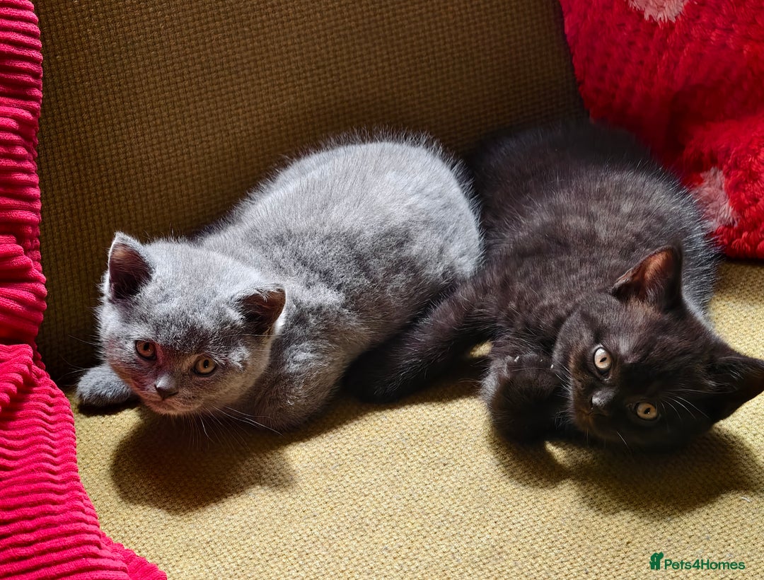 Scottish Fold cats for sale: 4 lovely kittens looking for new family  - Image 25