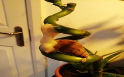 Slugs invertebrates for sale: Albino Achatina Fulica - Image 7