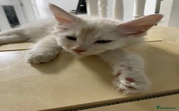 Maine Coon cats for sale: Maine Coon Cross Kittens 3 Girls , 2 Boys - Image 18