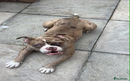 Olde English Bulldogge dogs for sale: Female olde English bulldogge - Image 1