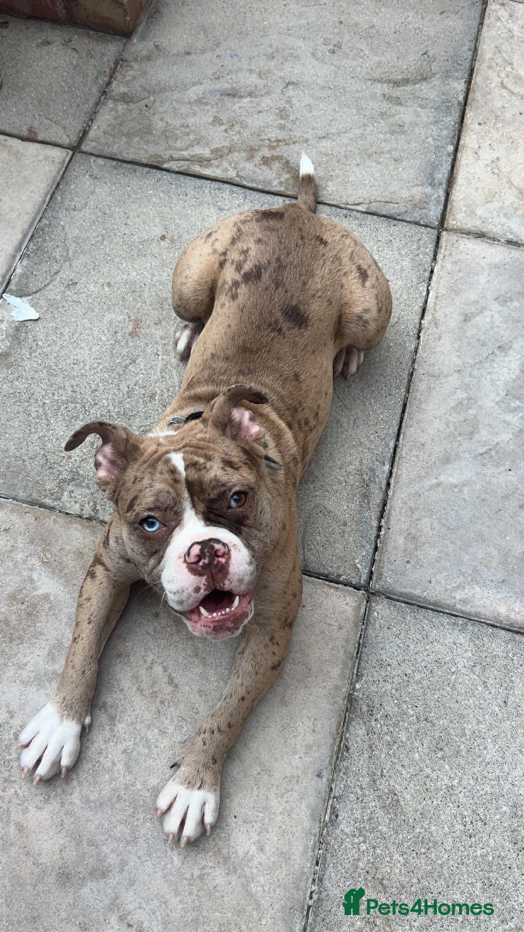 Olde English Bulldogge dogs for sale: Female olde English bulldogge - Image 1