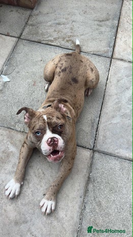 Olde English Bulldogge dogs - Advert 3