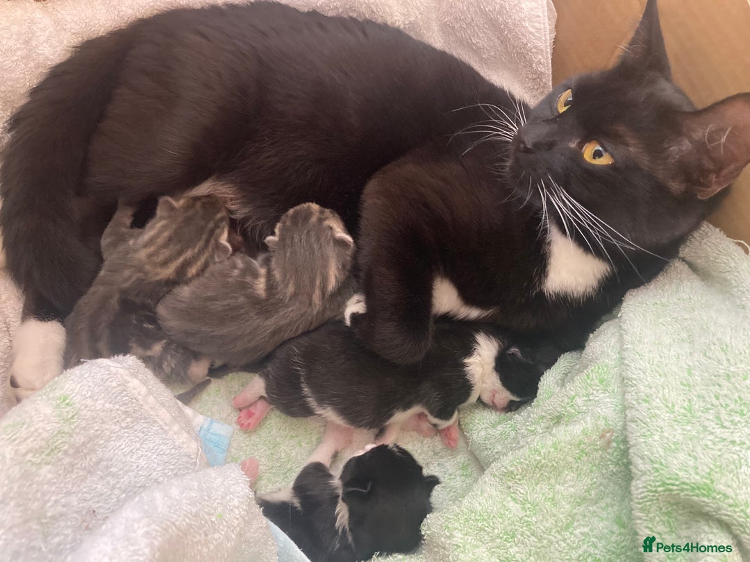 Mixed Breed cats for sale: Beautiful British Shorthair Mix Kittens - Image 3