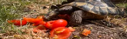 Tortoise reptiles for sale: Male Herman 10 years old Rio - Advert 5