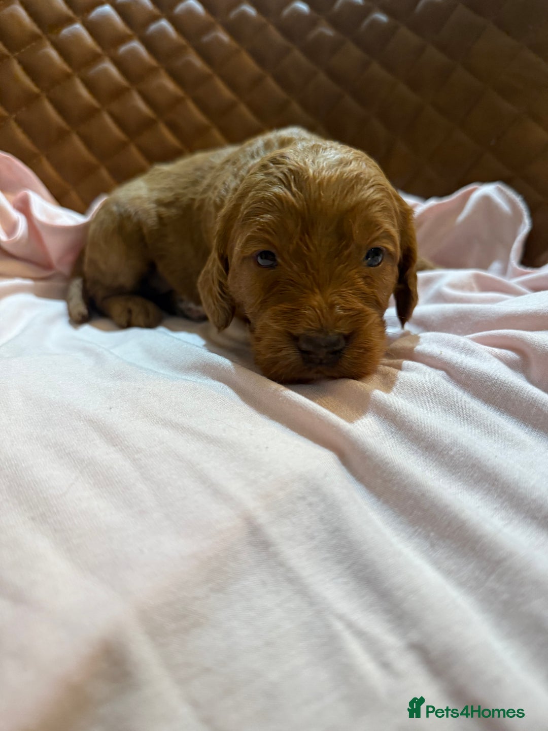 Cockapoo dogs for sale: 7 Golden Cockapoo girls - Advert 8