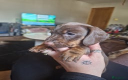 Miniature Dachshund dogs for sale: PRA CLEAR MINIATURE DACHSHUND MALE - Image 3
