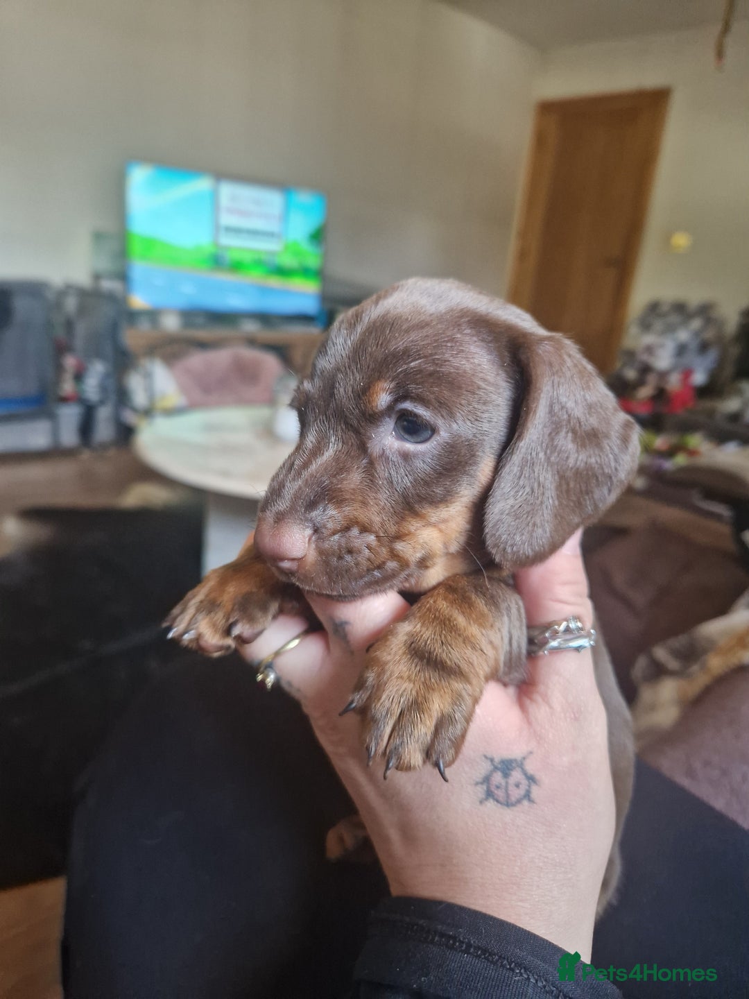 Miniature Dachshund dogs for sale: PRA CLEAR MINIATURE DACHSHUND MALE - Image 3