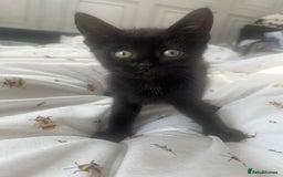 British Shorthair cats for sale: 🐾 Adorable 9-Week-Old Black Kittens 🐾 - Image 5