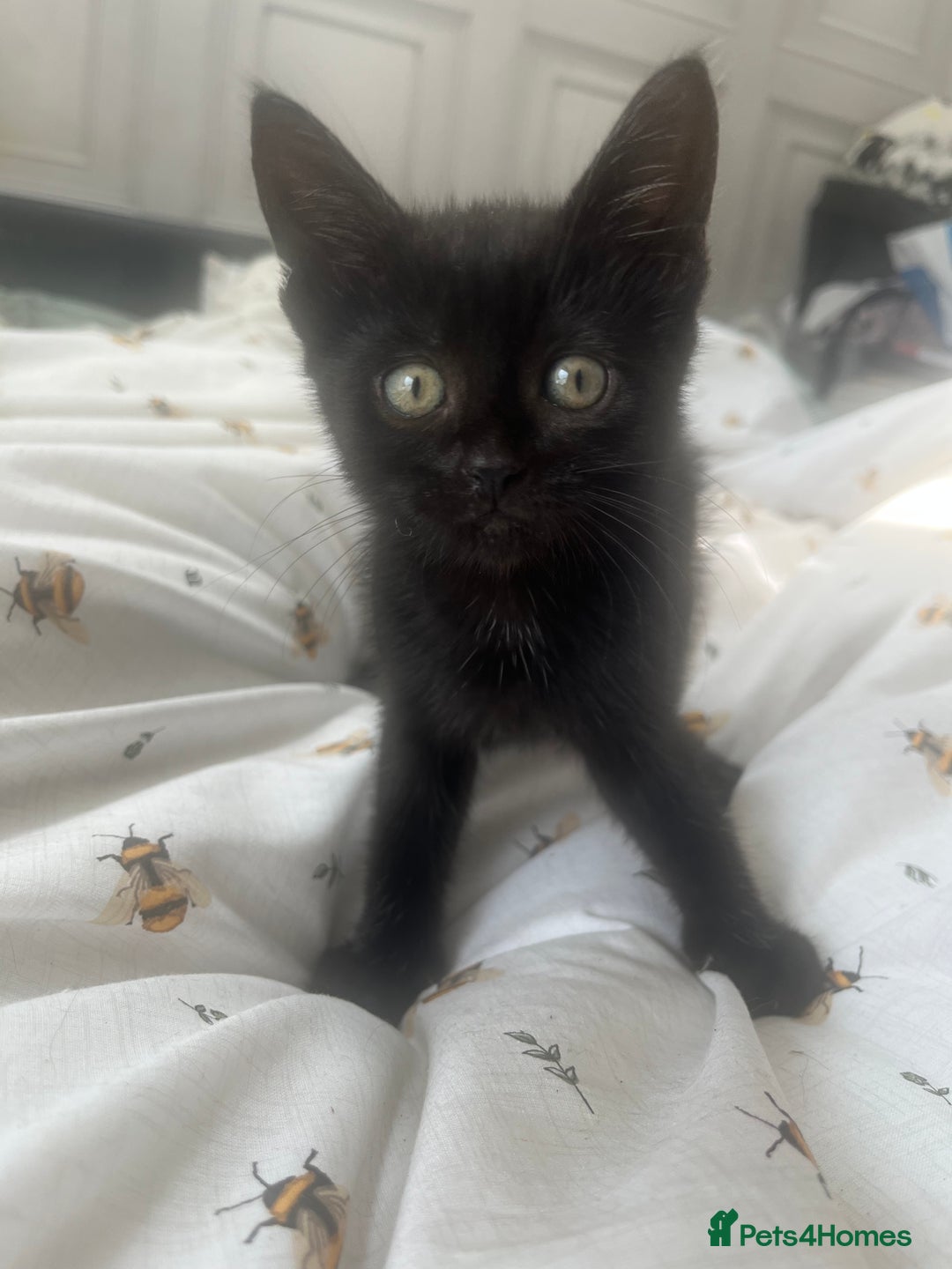 British Shorthair cats for sale: 🐾 Adorable 9-Week-Old Black Kittens 🐾 - Image 5