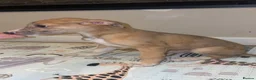 Mixed Breed dogs for sale: Whippet x lurcher pups - Advert 4