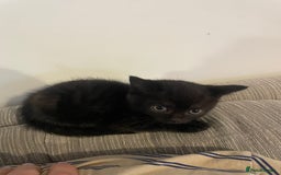 Mixed Breed cats for sale: Kittens For Sale  - Image 2