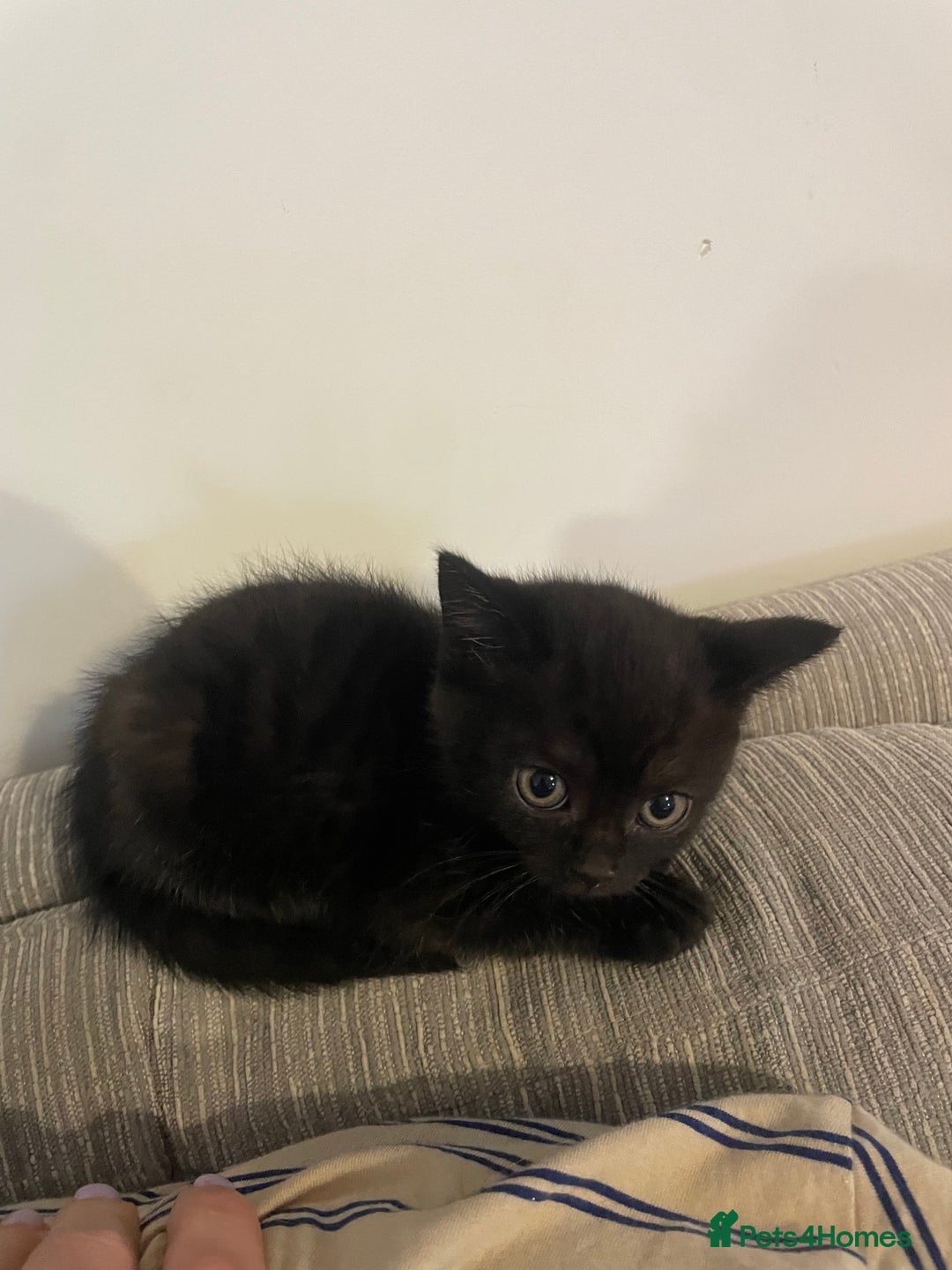 Mixed Breed cats for sale: Kittens For Sale  - Image 2