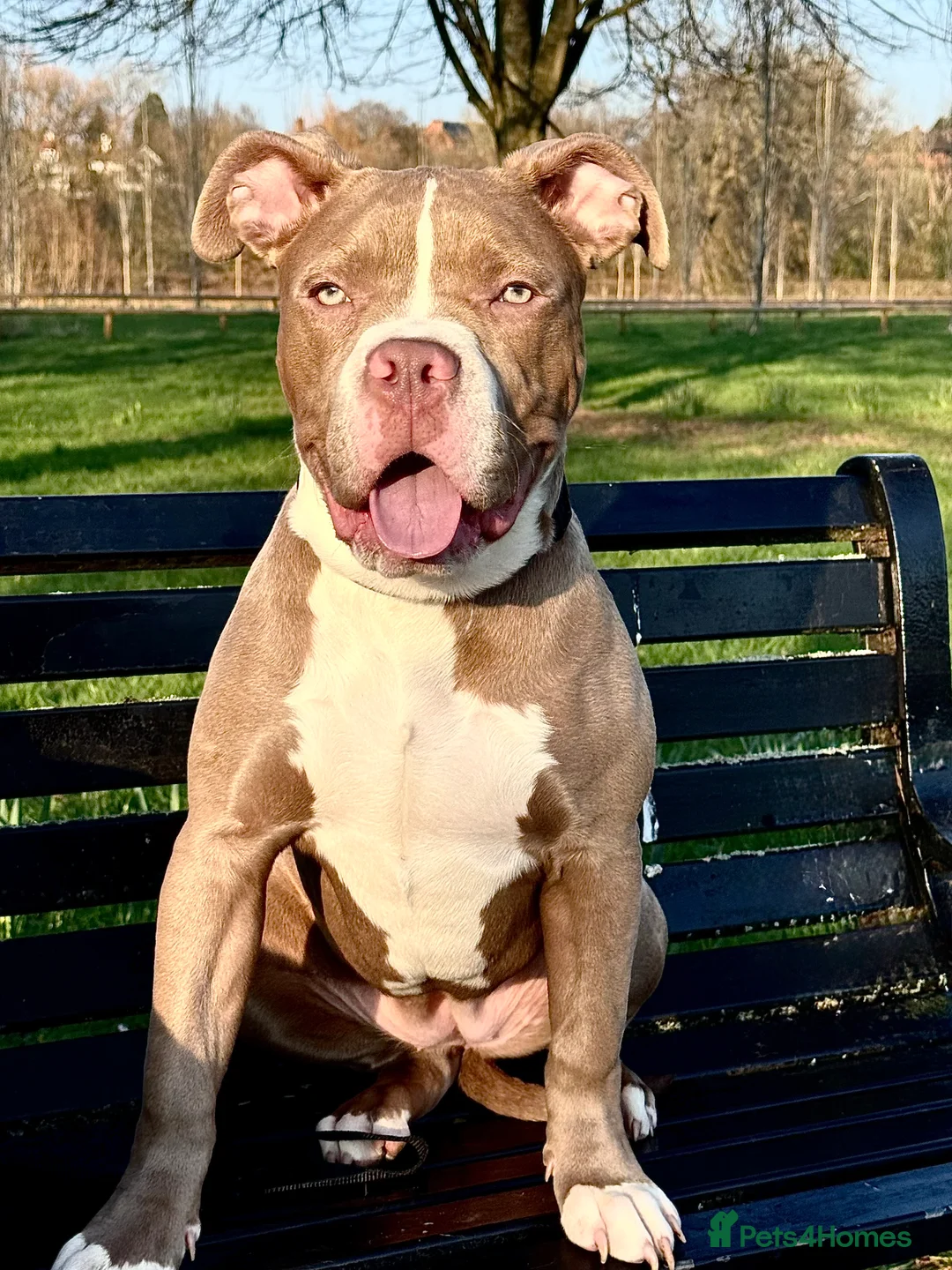 Mixed Breed dogs for sale: Cross staff X pocket bully  - Advert 2