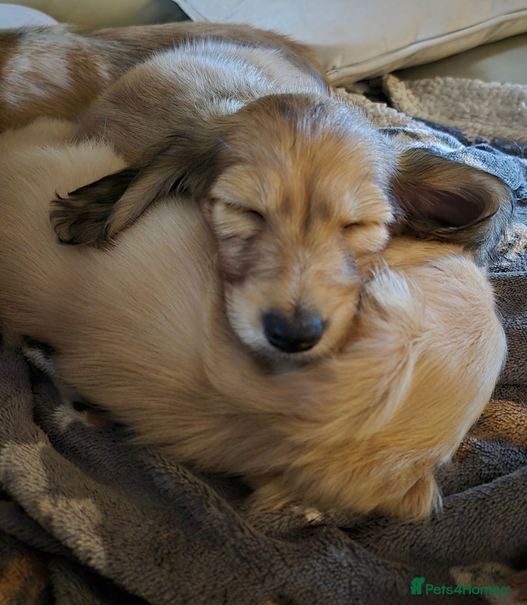 Miniature Dachshund dogs for sale: Miniature dachshunds Long haired cream KC reg  - Image 16
