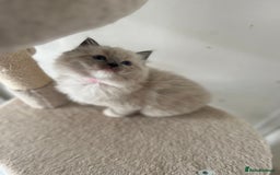 Ragdoll cats for sale: Meet Special Joy - Image 5