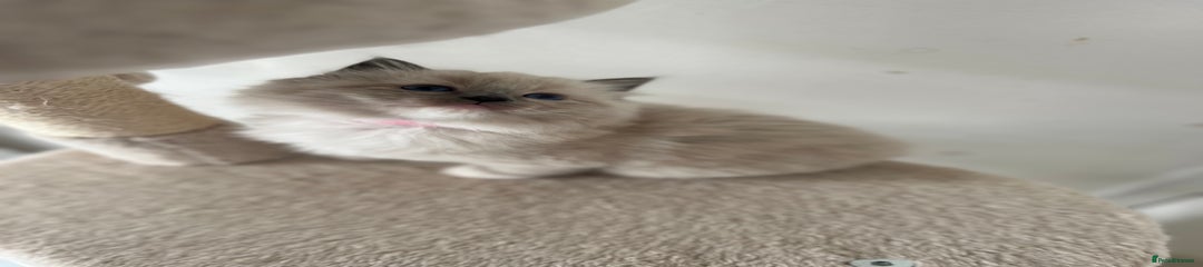 Ragdoll Kitten 3