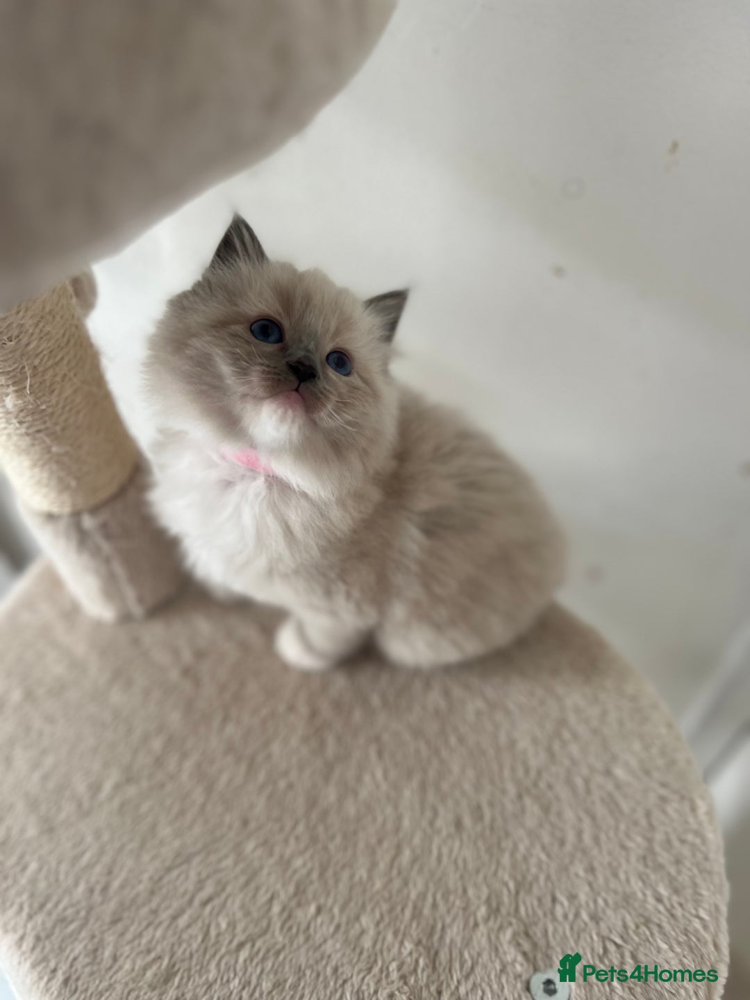 Ragdoll cats for sale: Meet Special Joy - Image 5