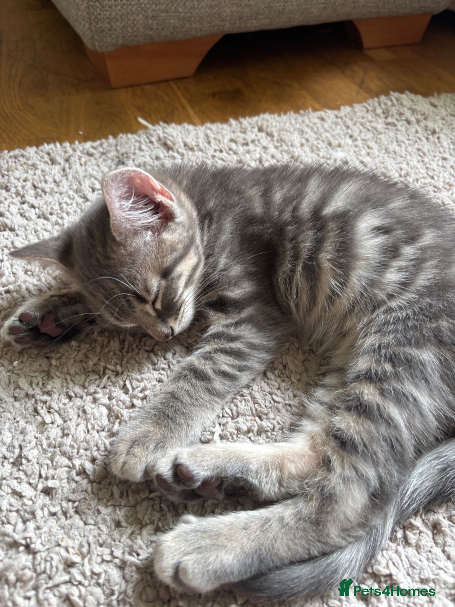 Mixed Breed cats 3 Gorgeous Kittens left 🤍 - Advert 1