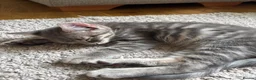 Mixed Breed cats for sale: 3 Gorgeous Kittens left 🤍 - Advert 4