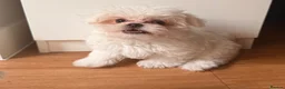 Maltese dogs for stud:  Maltese boy is available for stud. in Tonbridge - Advert 4