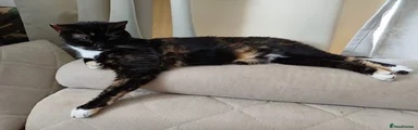 Bambi