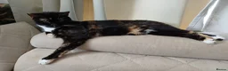 Mixed Breed cats for sale: 2 female adult cats looking for their new ho w in Enfield - Advert 2