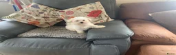 Maltese dogs for sale: Beautiful 7/8 Maltese Girl  - Advert 7