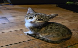 Bengal cats for sale: Beautiful male part bengal kitten - Image 2