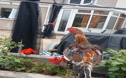 Chickens poultry for sale: These are all different breeds - Image 11
