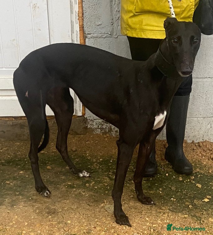 Greyhound dogs Sweet Indie wants a loving forever home - Advert 2