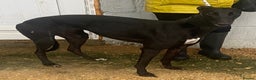 Greyhound dogs for adoption: Sweet Indie wants a loving forever home - Advert 1